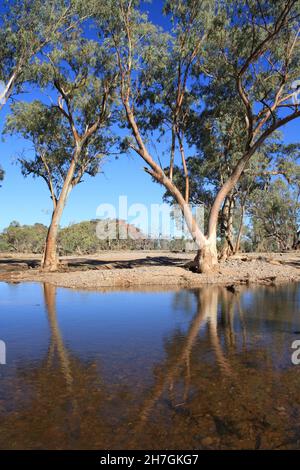 River Red Gums wächst im Hugh River - Central Australia Stockfoto