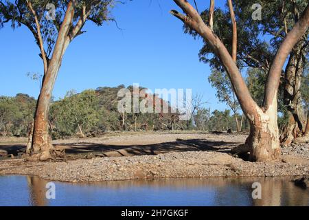 River Red Gums wächst im Hugh River - Central Australia Stockfoto