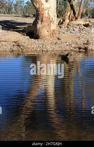 River Red Gums wächst im Hugh River - Central Australia Stockfoto