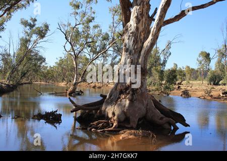 River Red Gums wächst im Hugh River - Central Australia Stockfoto
