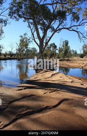 River Red Gums wächst im Hugh River - Central Australia Stockfoto