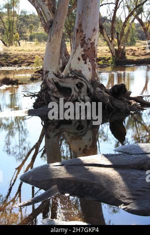 River Red Gums wächst im Hugh River - Central Australia Stockfoto