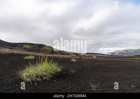 Low-Angle-Ansicht einiger Gräser in einer ansonsten kargen Landschaft aus schwarzem Lavagestein vom nahegelegenen Katla Vulkan auf Island mit Bergen im Hintergrund Stockfoto