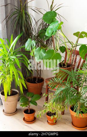 Die Einheit von Natur und Menschen, Heimat Grünpflanzen in braunen Tontöpfen in der Ecke des Raumes in der Nähe des Fensters, biophiles Design Stockfoto