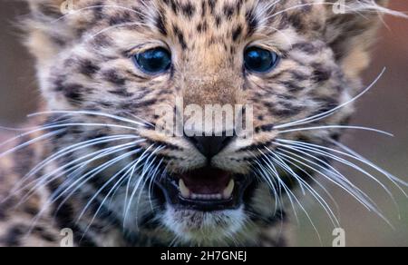 Leipzig, Deutschland. 23rd. November 2021. Amur Leopardenjunge Manju erkundet das Freigehege im Leipziger Zoo. Die kleine Großkatze wurde im September geboren und ist erstmals seit Montag (22.11.2021) für Besucher geöffnet. Manju wird noch immer von ihrer Mutter abgeführt, isst aber bereits Fleisch und wiegt jetzt rund 4,5 Kilogramm. In ganz Europa ist das Jungtier der erste Nachkomme der seltenen Großkatzenart, die vom Aussterben bedroht ist. Quelle: Hendrik Schmidt/dpa-Zentralbild/dpa/Alamy Live News Stockfoto