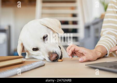 Porträt eines weißen Labrador-Hundes, der Leckereien vom Tisch klaut, Platz kopieren Stockfoto