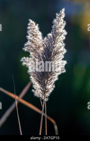 Hinterleuchtete Pampas Gras Blume Kopf. Stockfoto