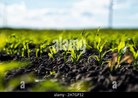 Maisfeld mit jungen Pflanzen auf fruchtbarem Boden. Reihen junger Maispflanzen wachsen auf einem fruchtbaren Feld mit dunklem Boden. Landwirtschaft. Stockfoto