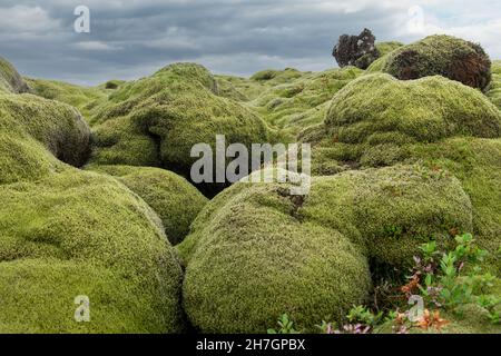 Nahaufnahme des Lavagesteins in Island, das vollständig von einer dicken und gemütlichen Decke aus isländischem Moos oder Cetraria islandica bedeckt ist Stockfoto