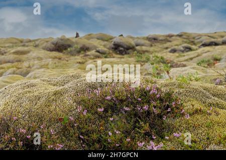 Nahaufnahme von blühender Heidekraut oder Calluna vulgaris auf Lavagestein in Island, mit ausgewähltem Hintergrund Stockfoto