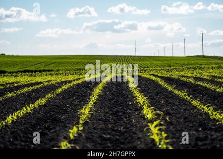 Panoramablick auf Reihen junger Maistriebe auf einem schönen Sommerfeld. Stockfoto