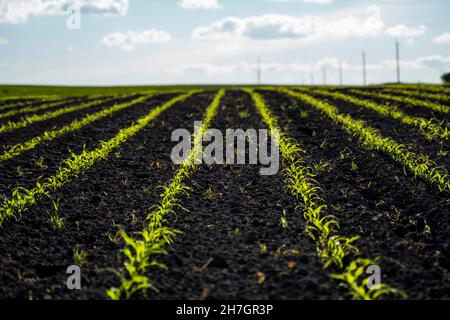 Junge Maiskeimlinge wachsen in einem fruchtbaren Boden. Ein landwirtschaftliches Feld, auf dem junger Mais aufwächst. Ländliche Landschaft. Stockfoto