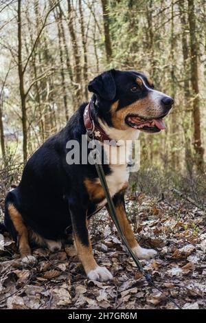 Großer Schweizer Berghund mit Halsband Stockfoto