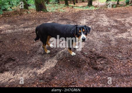 Großer Schweizer Berghund mit Halsband Stockfoto