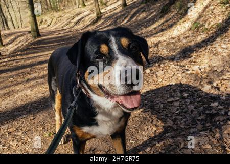 Großer Schweizer Berghund mit Halsband Stockfoto