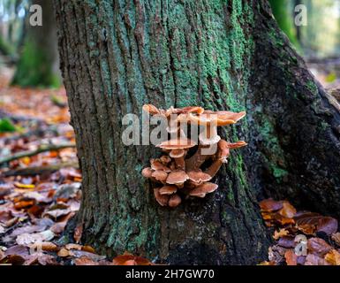 Nahaufnahme von dunklem Honigpilz (Armillaria ostoyae) Stockfoto