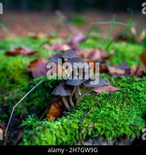 Nahaufnahme eines glitzernden Inkcap-Pilzes (Coprinellus micaceus) Stockfoto