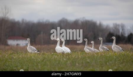Schneegänse, die im Herbst in Kanada am Rand eines Teiches entlang auf der Suche nach Futter sind Stockfoto
