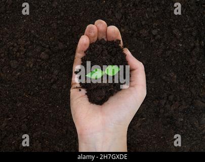 Eine Handvoll Erde mit einer jungen Pflanze, die wächst. Vorbereitung der Setzlinge für die Umpflanzung. Stockfoto