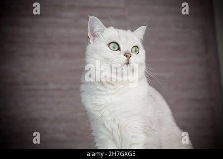 Erwachsene Katze Pedigree Scottish Chinchilla geraden Ohren Stockfoto