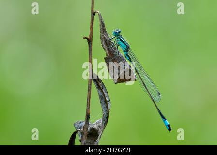 Mature Male Blue Tailed Damselfly sitzend regungslos auf einem Blatt. Warten auf Beute. Am frühen Morgen. Verschwommener natürlicher Hintergrund.Gattung Ischnura elegans. Stockfoto