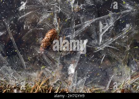 Eisdecke Küste Fluss mit gefrorenem Gras und Tannenzapfen in den frühen kalten Morgen Stockfoto