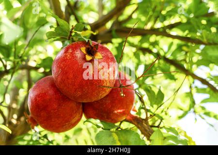 Rote, reife Granatapfelfrüchte hängen an einem sonnenbeschienenen Baum. Granatapfelgarten bei Sonnenuntergang. Selektiver Weichfokus. Speicherplatz kopieren. Stockfoto