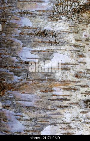 Silberner Birkenrinde. Stockfoto