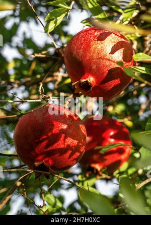 Rote, reife Granatapfelfrüchte hängen an einem sonnenbeschienenen Baum. Granatapfelgarten bei Sonnenuntergang. Selektiver Weichfokus. Speicherplatz kopieren. Stockfoto