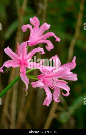 Nerine Bowdenii Lily Flowers, bekannt als Bowden Lily, Guernsey Lily, Cape Flower, Nerine bowdenii & Cornish Lily. Diese Blüten blühen Ende Oktober. Stockfoto