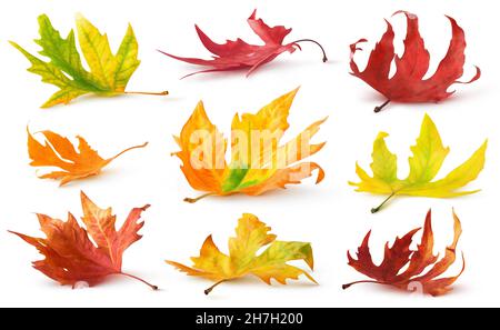 Vereinzelte Herbstblätter. Bunt gefallene Blätter auf dem Boden mit Schatten isoliert auf weißem Hintergrund Stockfoto