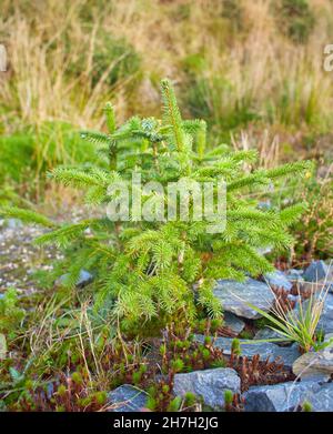 Yong-Tanne mit verschwommenem Hintergrund. Ast, Makro Stockfoto