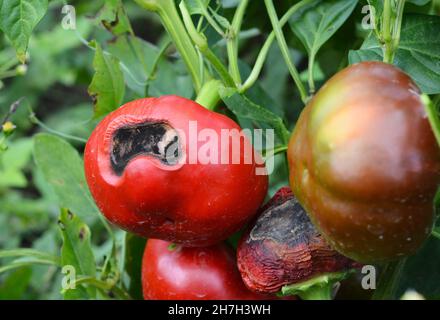 Anthracnose-Krankheit von Paprika. Eine Nahaufnahme von reifen roten Paprikafrüchten, die durch Fäule beschädigt wurden, Symptom einer Milzbrandkrankheit. Stockfoto