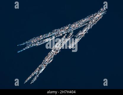 Echte Nadel Schneeflocke bei hoher Vergrößerung. Makro-Foto von kleinen umrandet Schneekristall, Schneeflocke leuchtet auf dunkelblauem Hintergrund Stockfoto