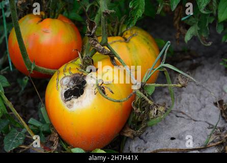 Tomatenkrankheit Anthraknose Anzeichen. Eine Nahaufnahme von reifen Fäulentomaten, die von einer Anthraknose-Krankheit infiziert sind. Stockfoto