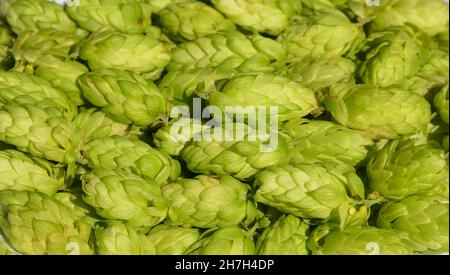 Hopfenkegel, humulus lupulus Textur. Blumen der Hopfenpflanze Hintergrund. Stockfoto