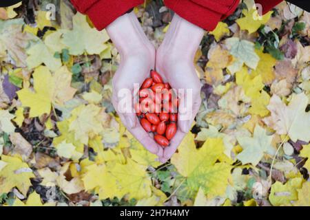 Pflücken der Hagebutten im Herbst. Eine Nahaufnahme der roten Hagebutten, die in den Händen der Frau gegen die gelben herbstlichen Blätter gehalten wurden. Gesundheitliche Vorteile der Hagebutten. Stockfoto