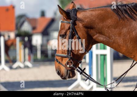 Aufnahme eines braunen Pferdes in einem Park beim Sporttraining Stockfoto