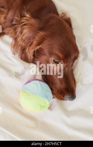 Draufsicht Nahaufnahme eines langhaarigen Hundes, der mit Spielzeugball auf dem Bett liegt Stockfoto