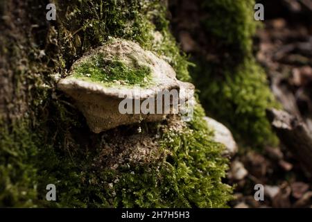 Weiße Pilze und grüne Pflanzen wachsen an einem Herbsttag an der Seite eines Baumes im Pfälzer Wald. Stockfoto