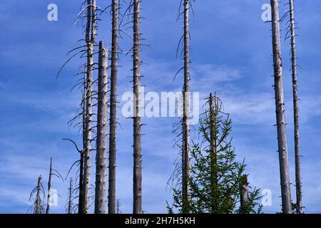 Entwaldung - Deutschland Harz im Jahr 2018 Stockfoto