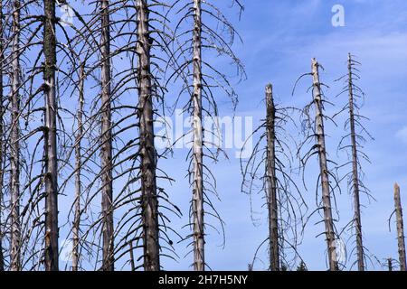 Entwaldung - Deutschland Harz im Jahr 2018 Stockfoto