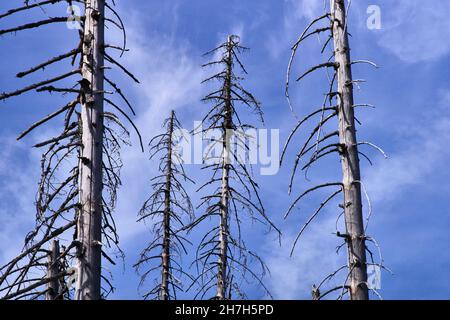 Entwaldung - Deutschland Harz im Jahr 2018 Stockfoto