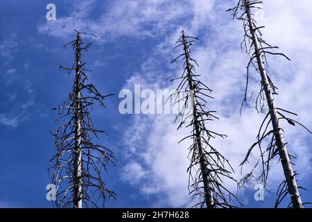 Entwaldung - Deutschland Harz im Jahr 2018 Stockfoto