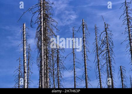 Entwaldung - Deutschland Harz im Jahr 2018 Stockfoto