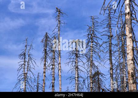 Entwaldung - Deutschland Harz im Jahr 2018 Stockfoto