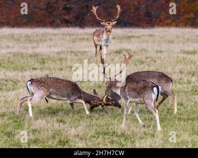 Brachen Hirsche kämpfen in einem Feld Stockfoto