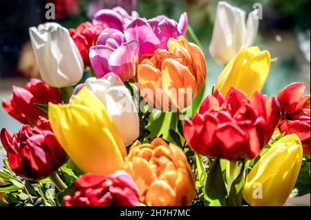 Bunte Tulpenbüschel; Bunter Tulpenstrauß Stockfoto