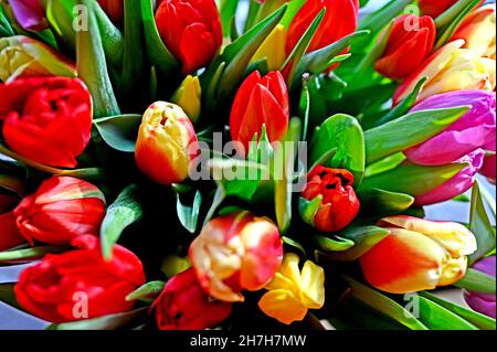 Bunte Tulpenbüschel; Bunter Tulpenstrauß Stockfoto