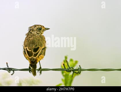 Jugendlicher Bush-Chat, der auf einem Draht ruht Stockfoto